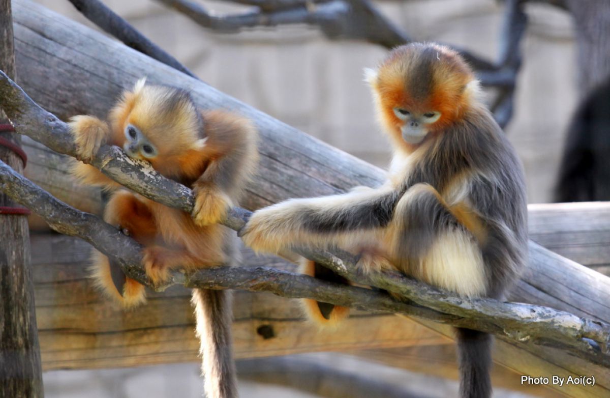 キンシコウの赤ちゃん 動物 小動物 Ganref