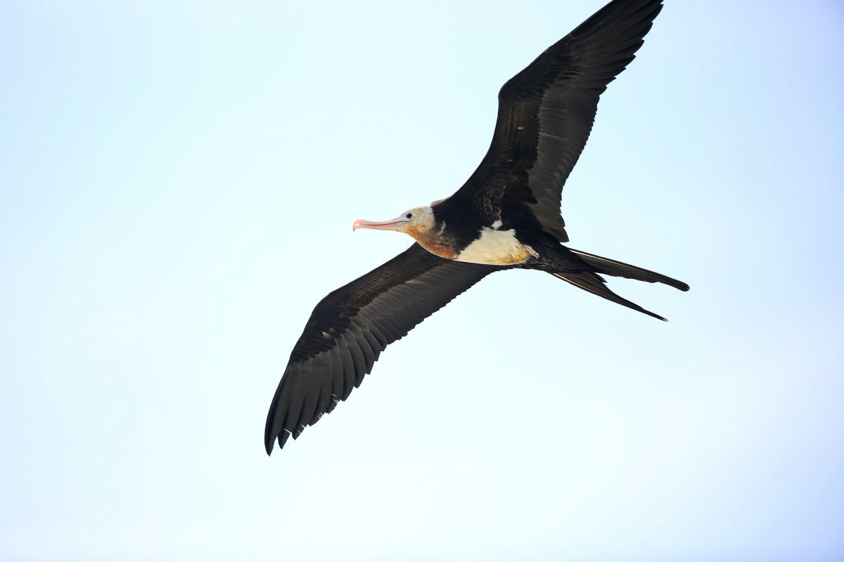 オオグンカンドリ 動物 鳥類 Ganref