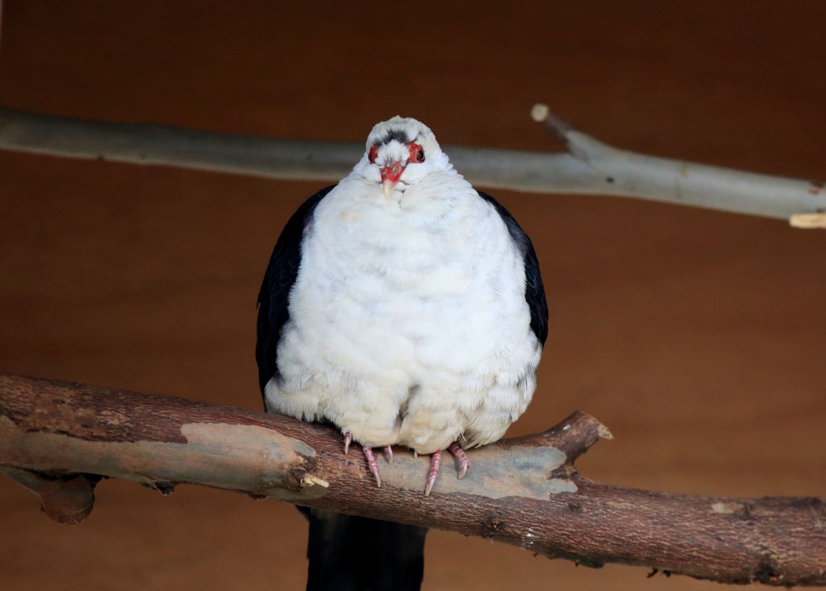 キャンベルタウン野鳥の森11 動物 鳥類 Ganref