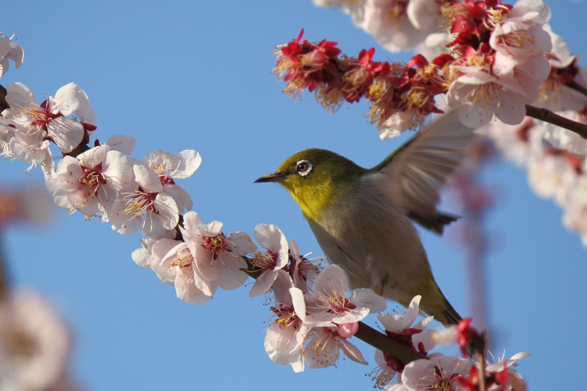 春に飛ぶ 動物 鳥類 Ganref