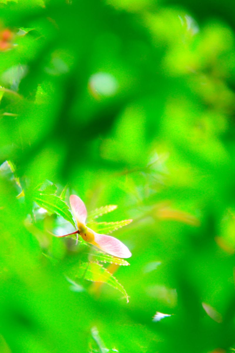 Light pink | GANREF