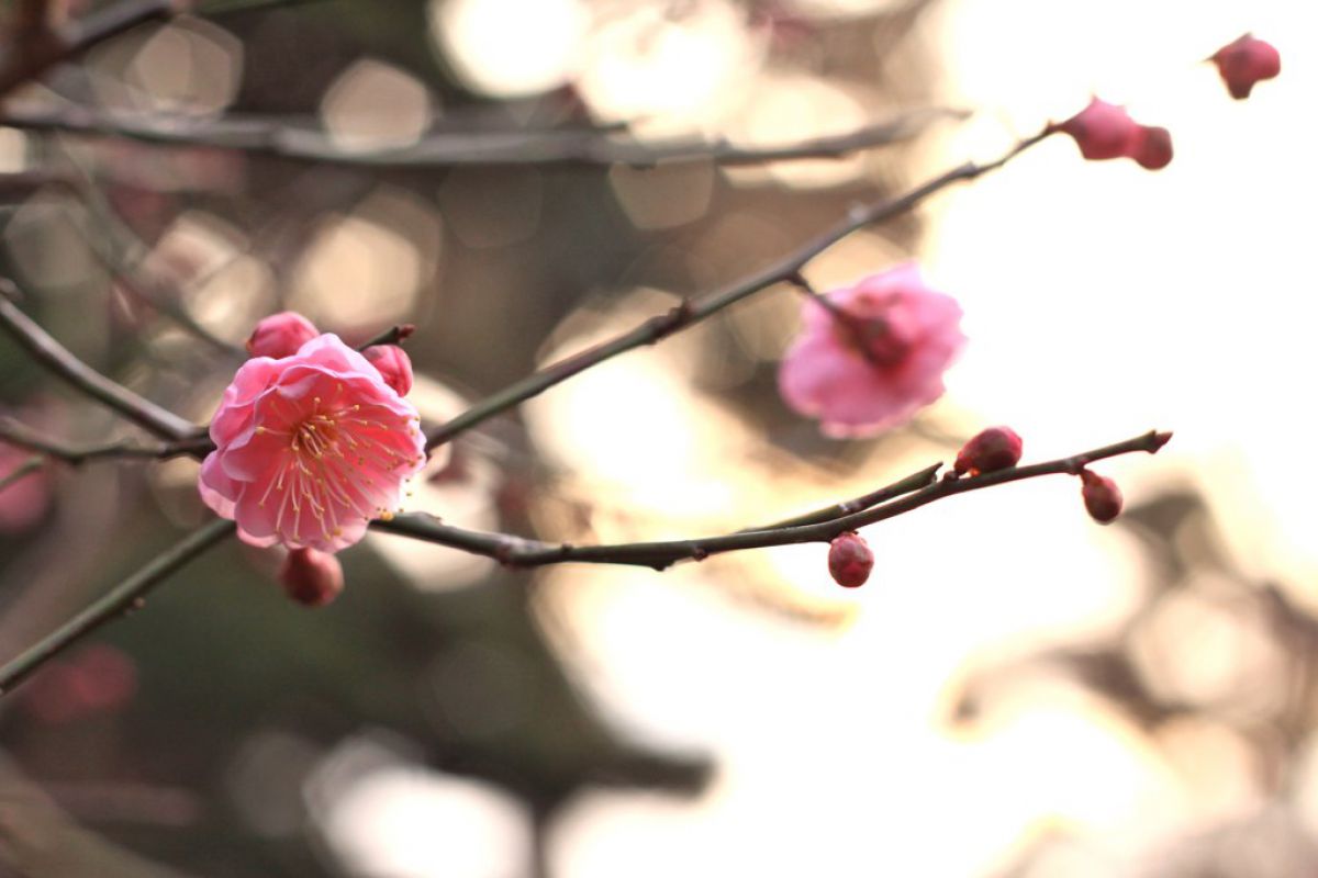 お早いお目覚め 植物 花 花びら Ganref