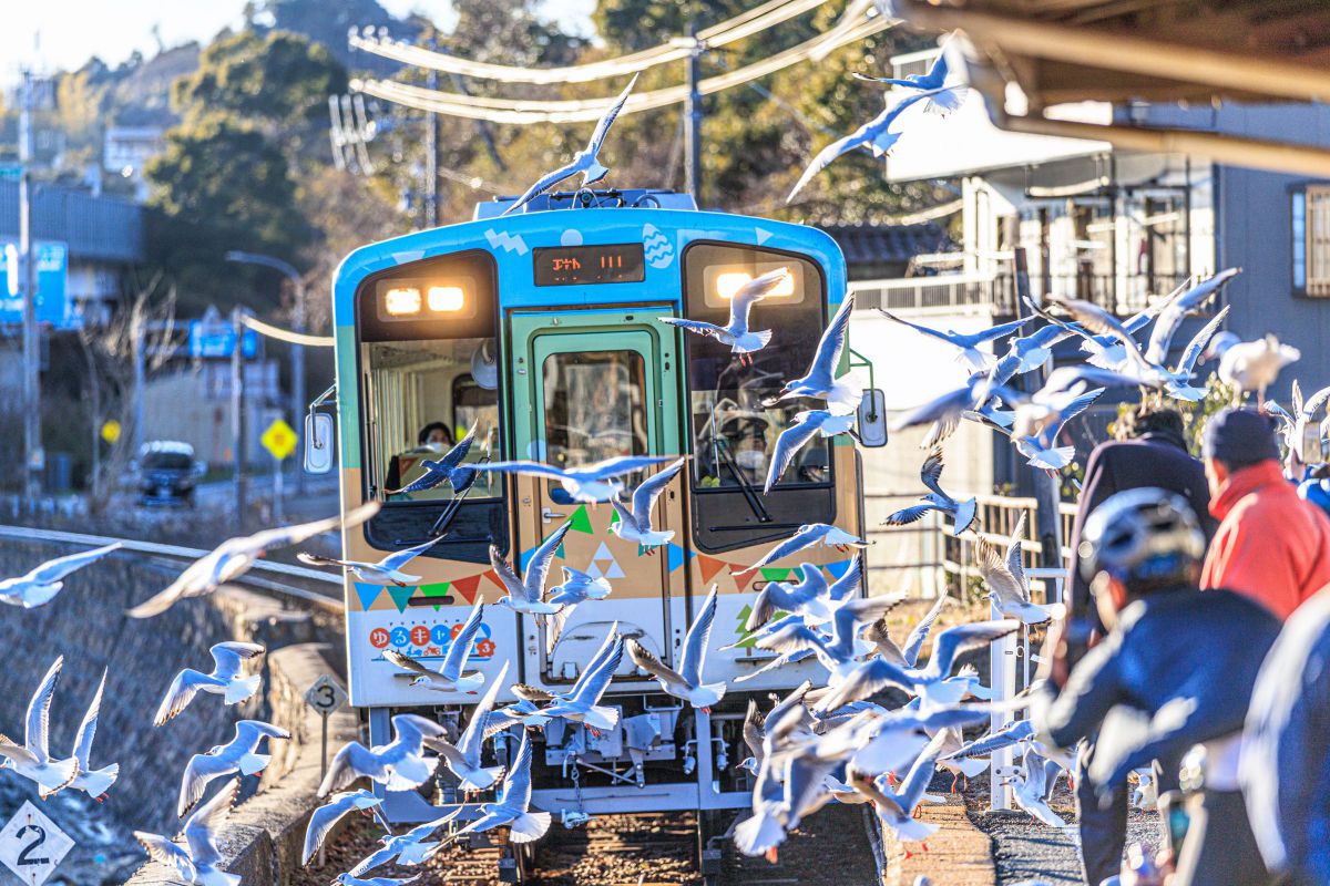 RF70-200mm F2.8 L IS USM Zで撮影された写真 | 写真検索 | GANREF