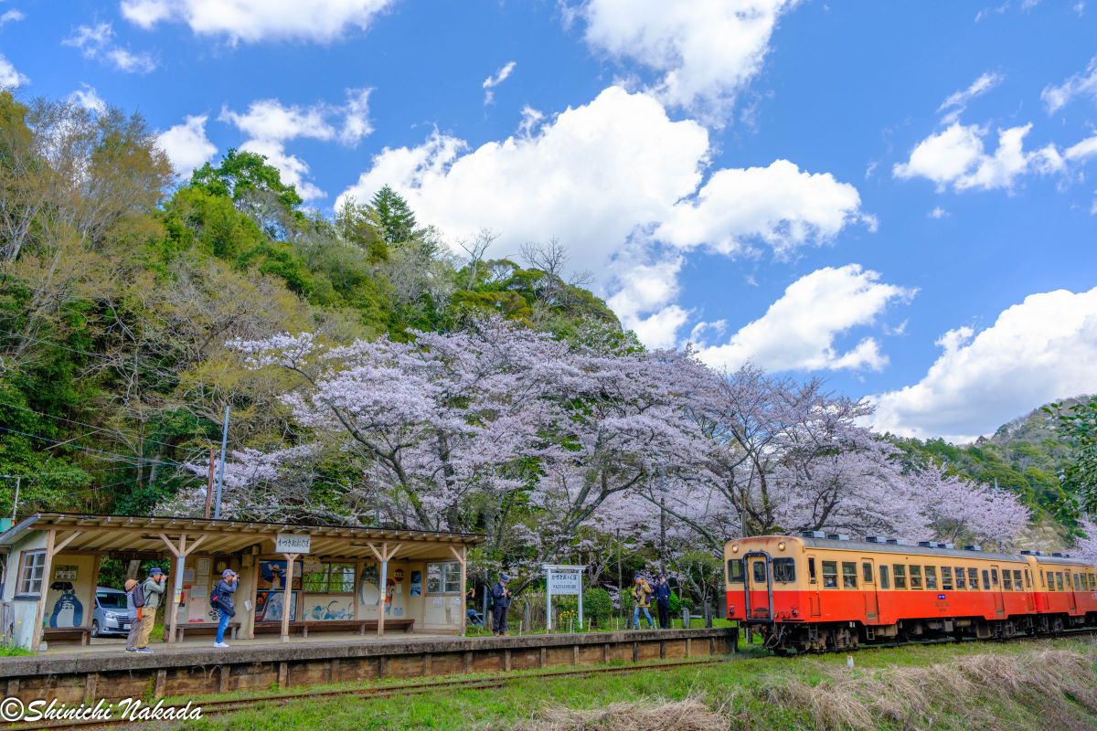 XF16-55mmF2.8 R LM WR IIで撮影された写真 | 写真検索 | GANREF