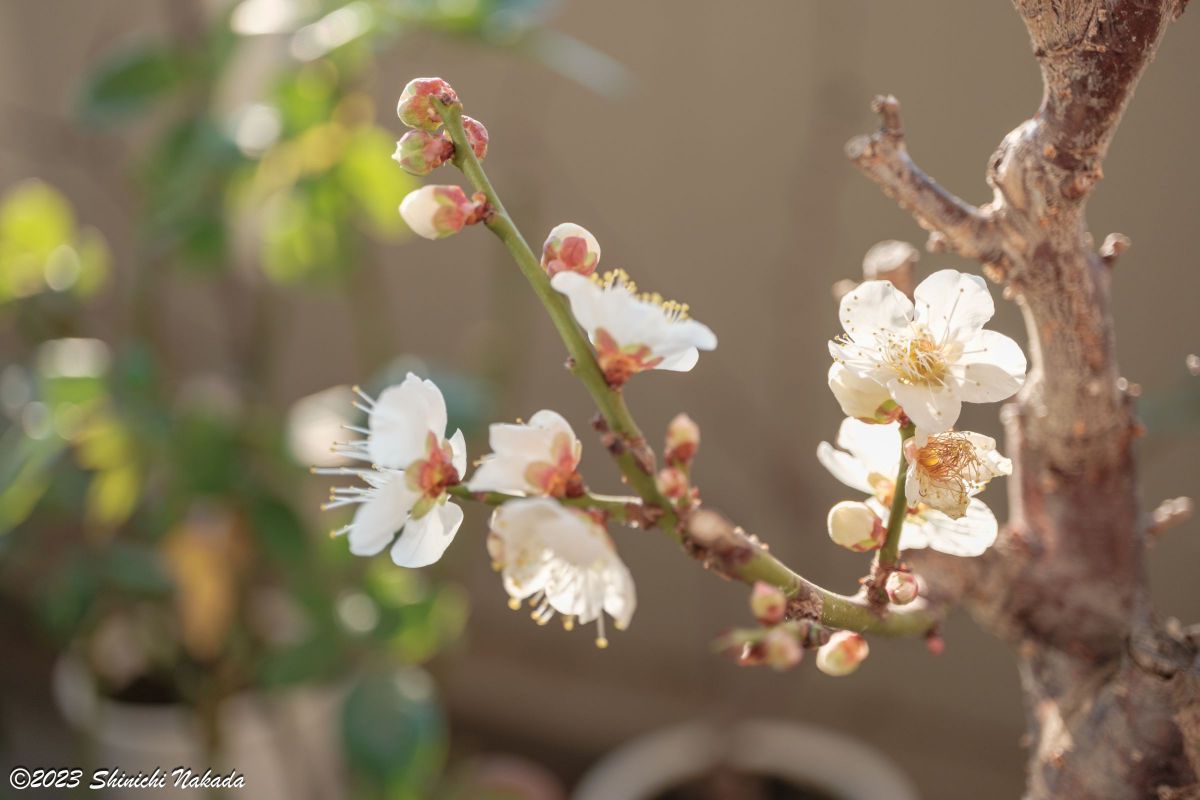 XF30mmF2.8 R LM WR Macroで撮影された写真 | 写真検索 | GANREF