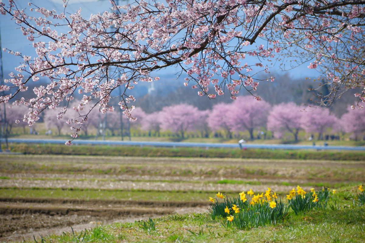 AF-P DX NIKKOR 70-300mm f/4.5-6.3G ED VRで撮影された写真 | 写真