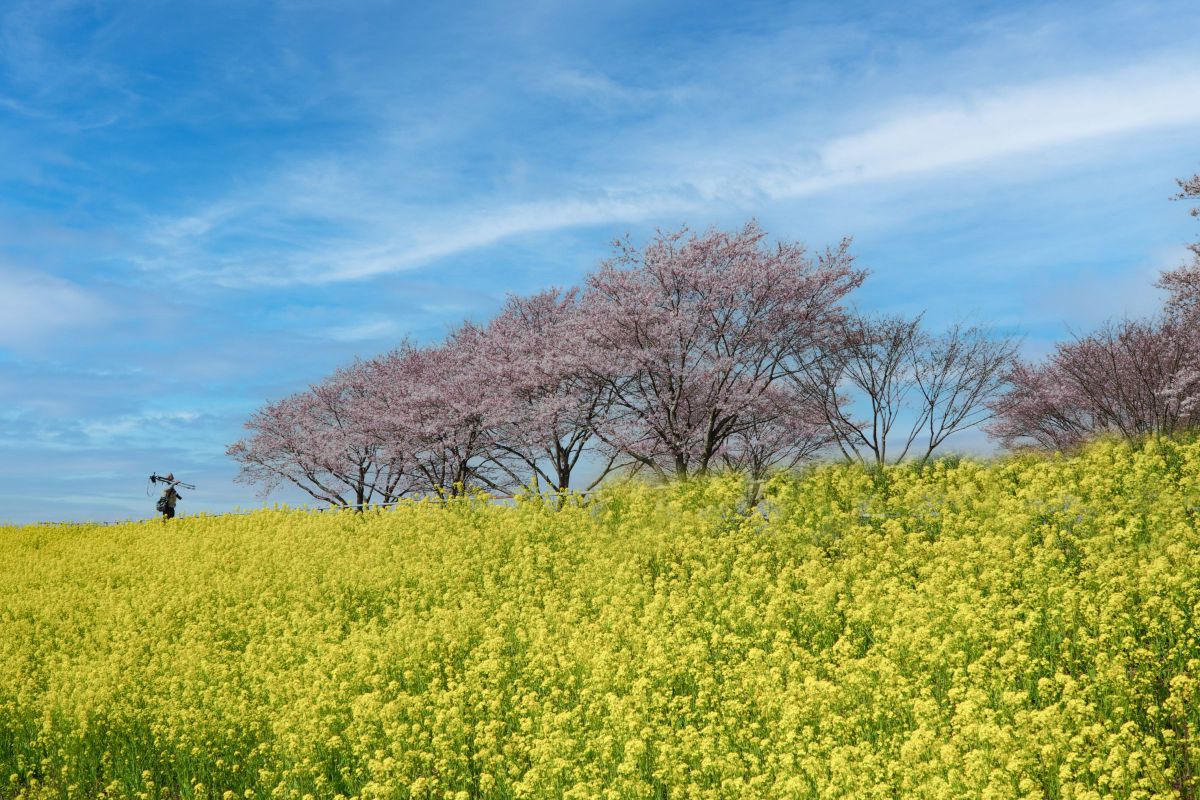 E PZ 18-105mm F4 G OSSで撮影された写真 | 写真検索 | GANREF