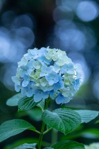☆ 紫陽花☆ MDAwMDA1NDk2Mg_MC4wMTg3MzMwMCA