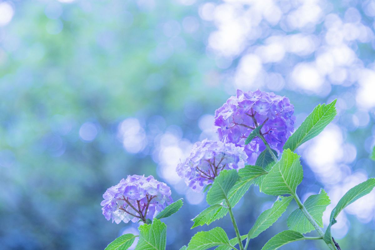 雨上がりのファンタジー 紫陽花 植物 花 花びら Ganref