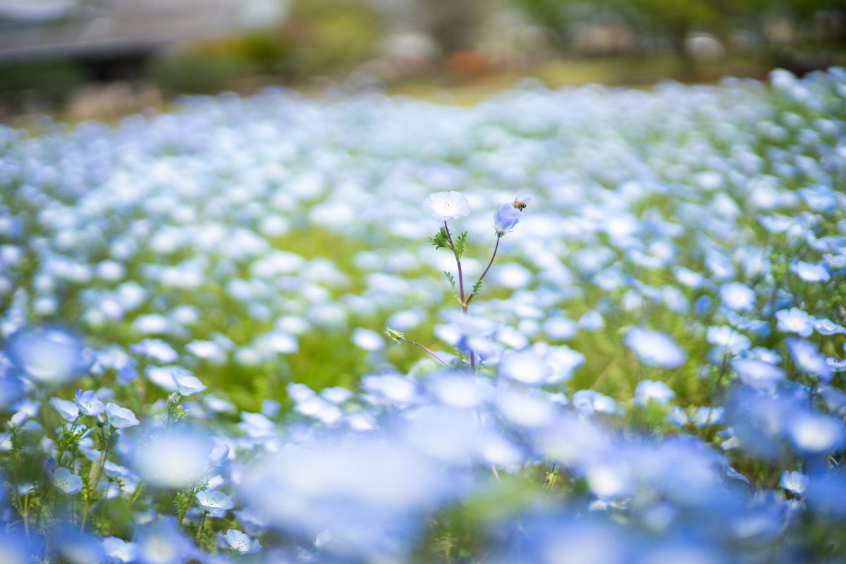 NOKTON 50mm F1.5 Aspherical VM（ブラック）で撮影された写真 | 写真