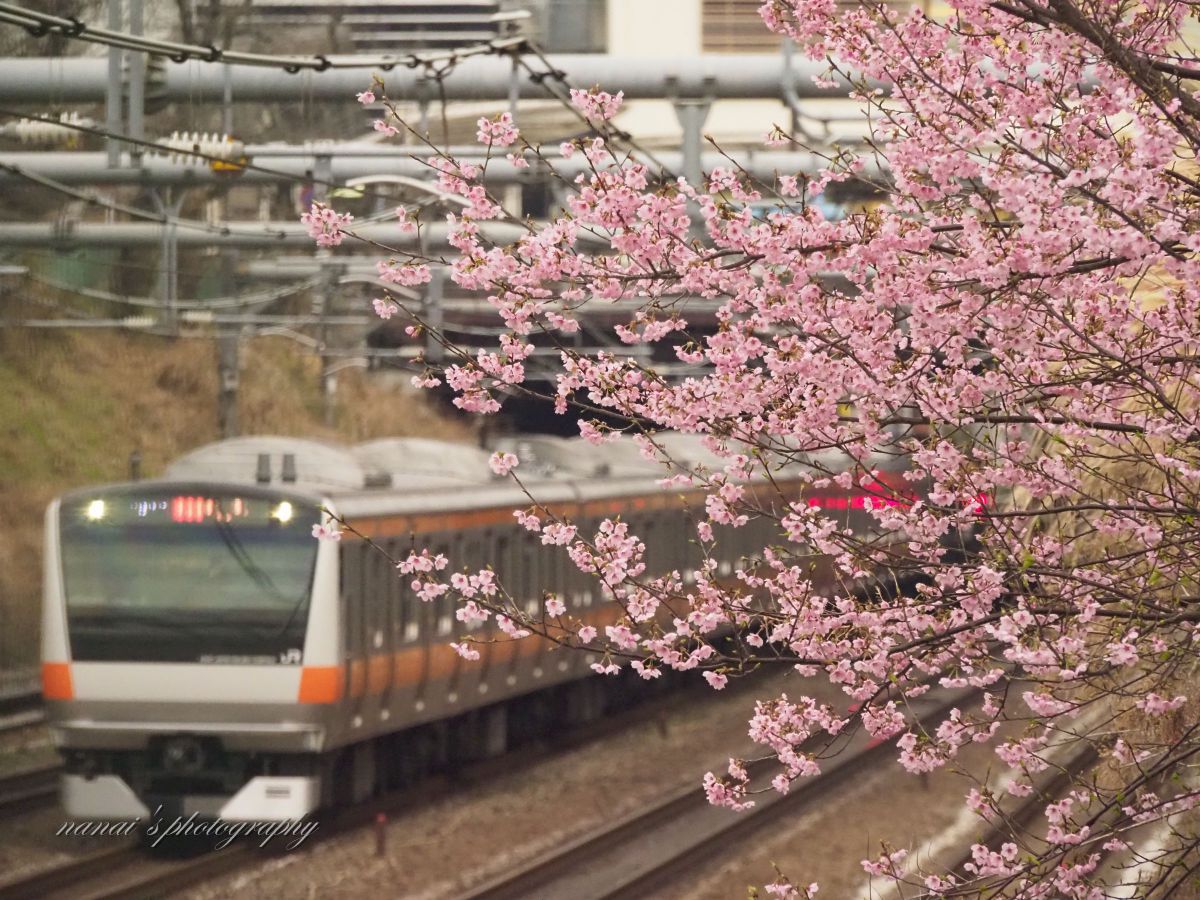 中央線の桜と言えば Jpg 乗り物 交通 鉄道 駅 Ganref