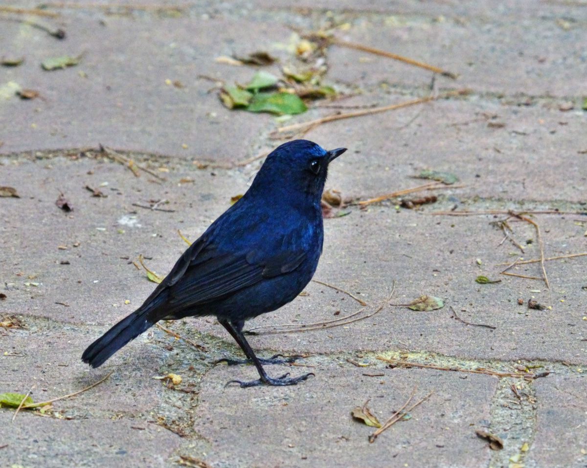 青い鳥小鳥なぜなぜ青い？ | GANREF