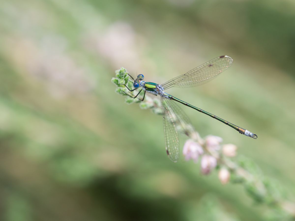 青糸蜻蛉 動物 虫 昆虫 Ganref