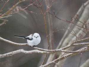 冬狐＊即購入OK 冬狐 | GANREF