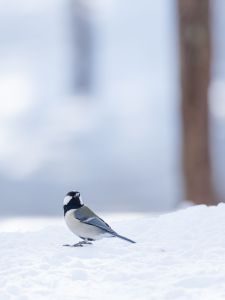 冬狐＊即購入OK 冬狐 | GANREF