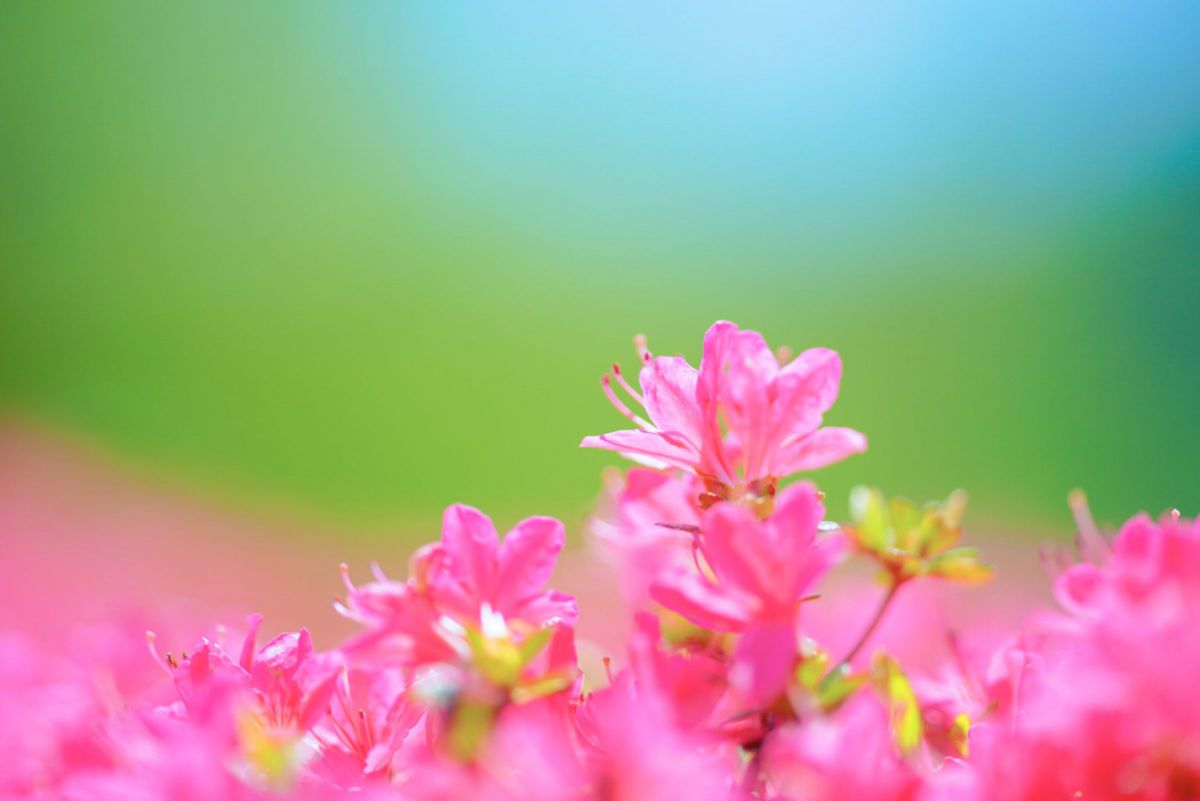 甘い蜜 Ganref