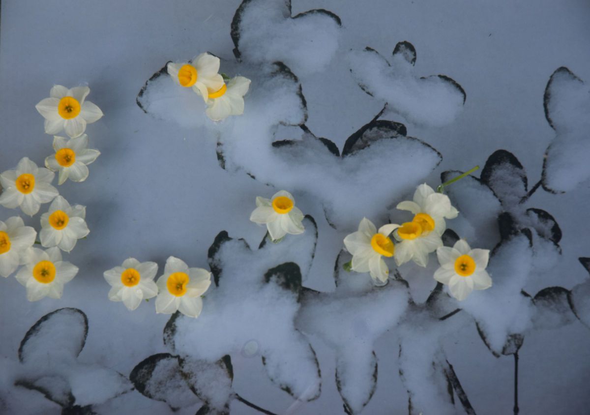 写真他諸々 スリクソン／SRIXON ZX ハイブリッド | ゴルフギアカタログ