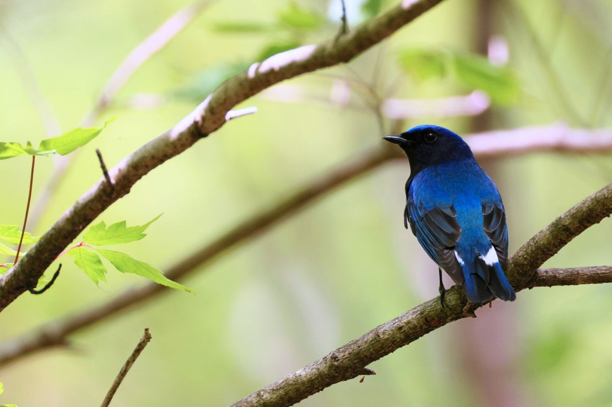 WILD BLUE | GANREF