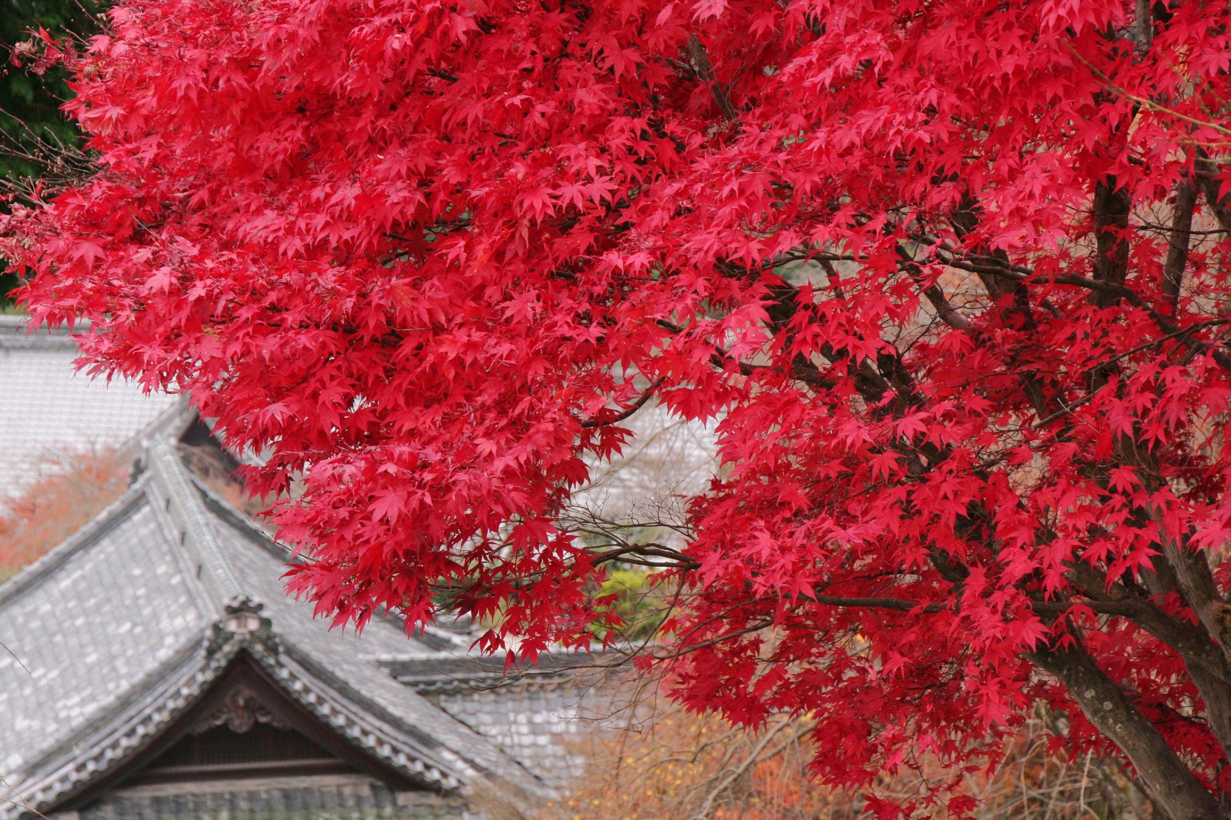 土津神社紅葉ライトアップ｜東北の観光スポットを探す | 旅東北