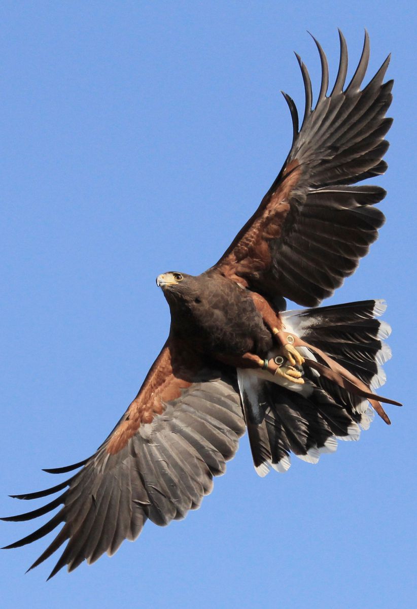 滑空