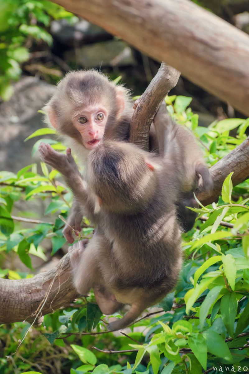 太った ビンタ0 5秒前 動物 その他の陸の生物 Ganref
