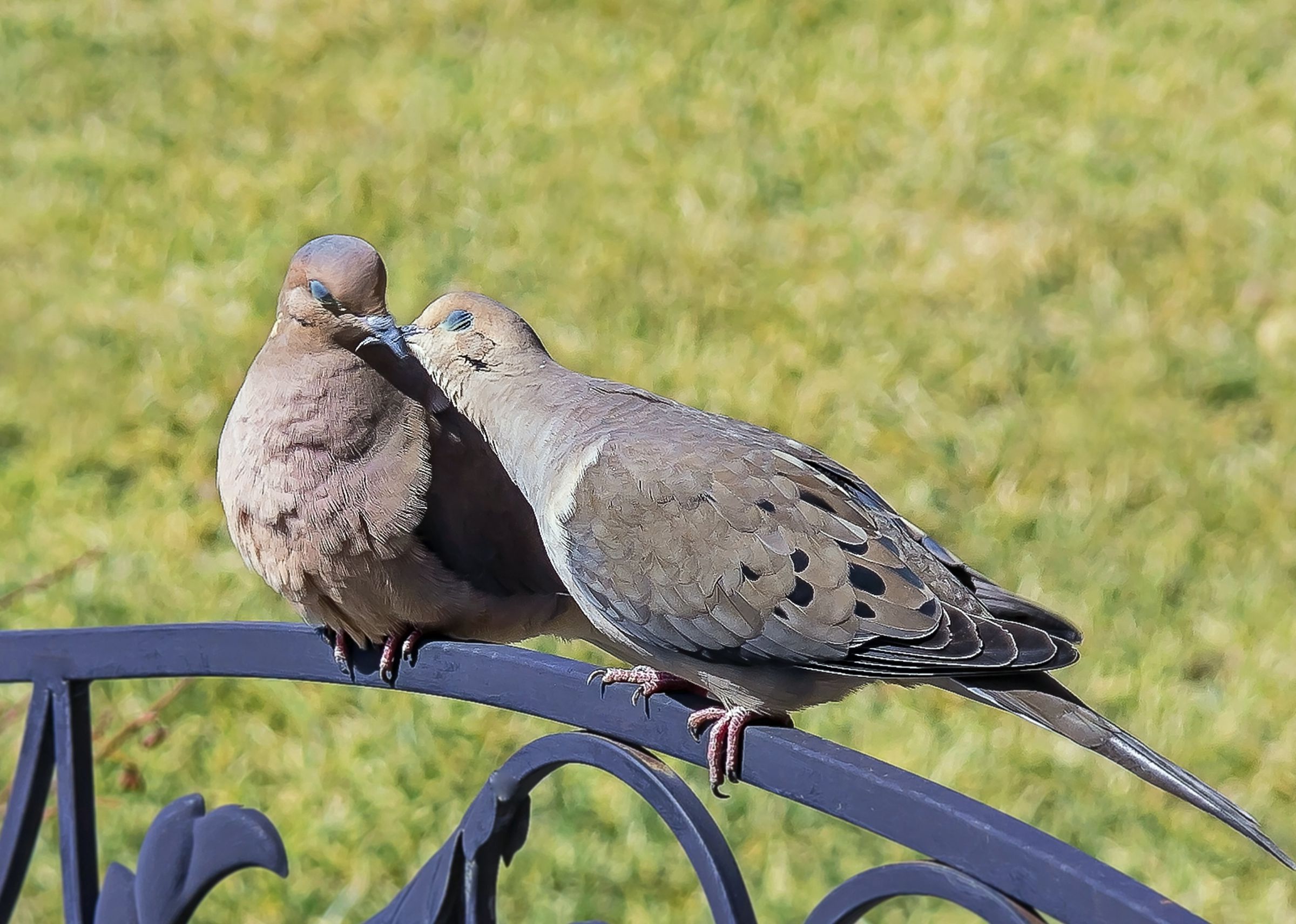 靉嘔の版画「透明な鳥-キス」 靉嘔の版画「透明な鳥-キス」