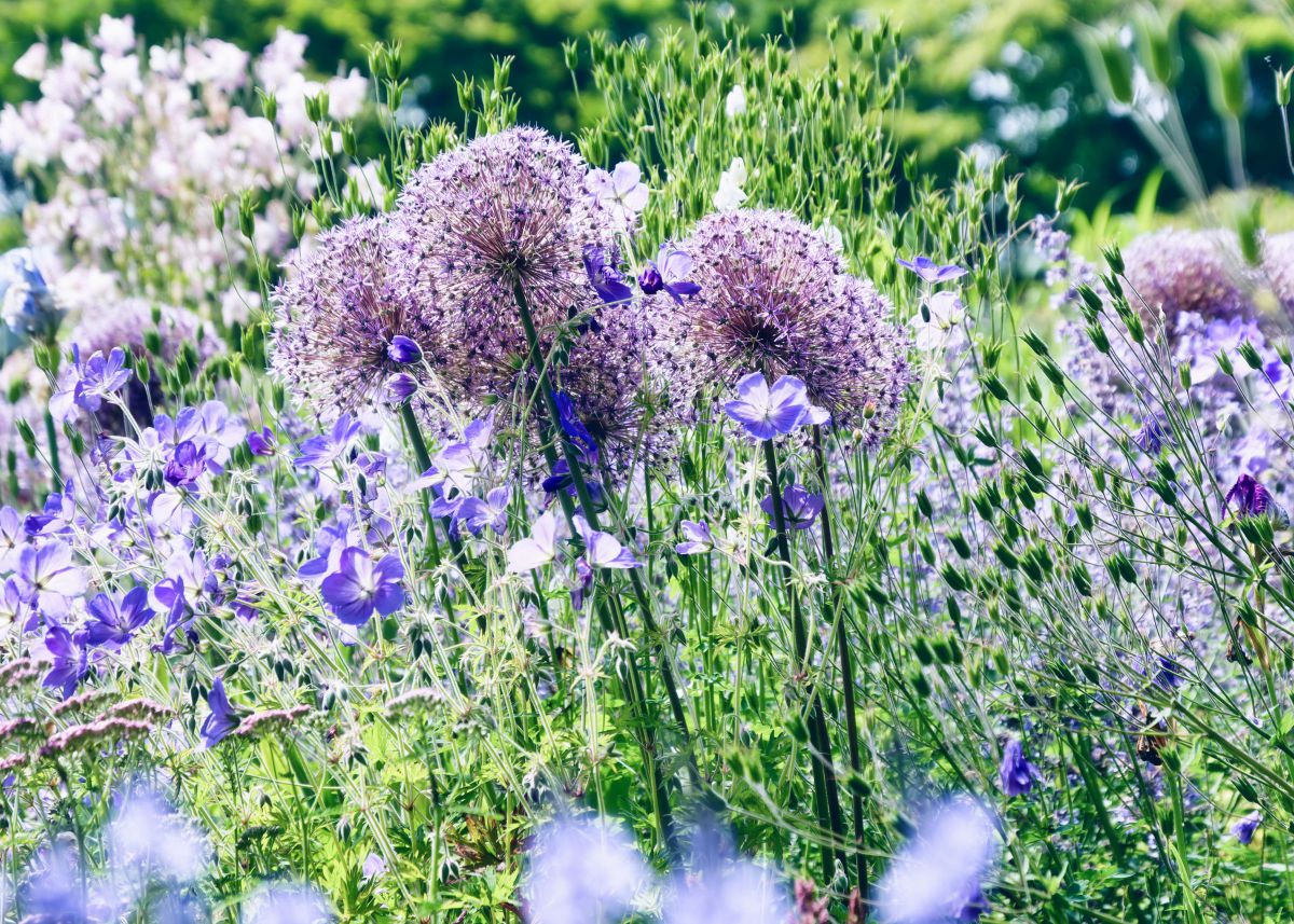SUMMER GARDEN | GANREF