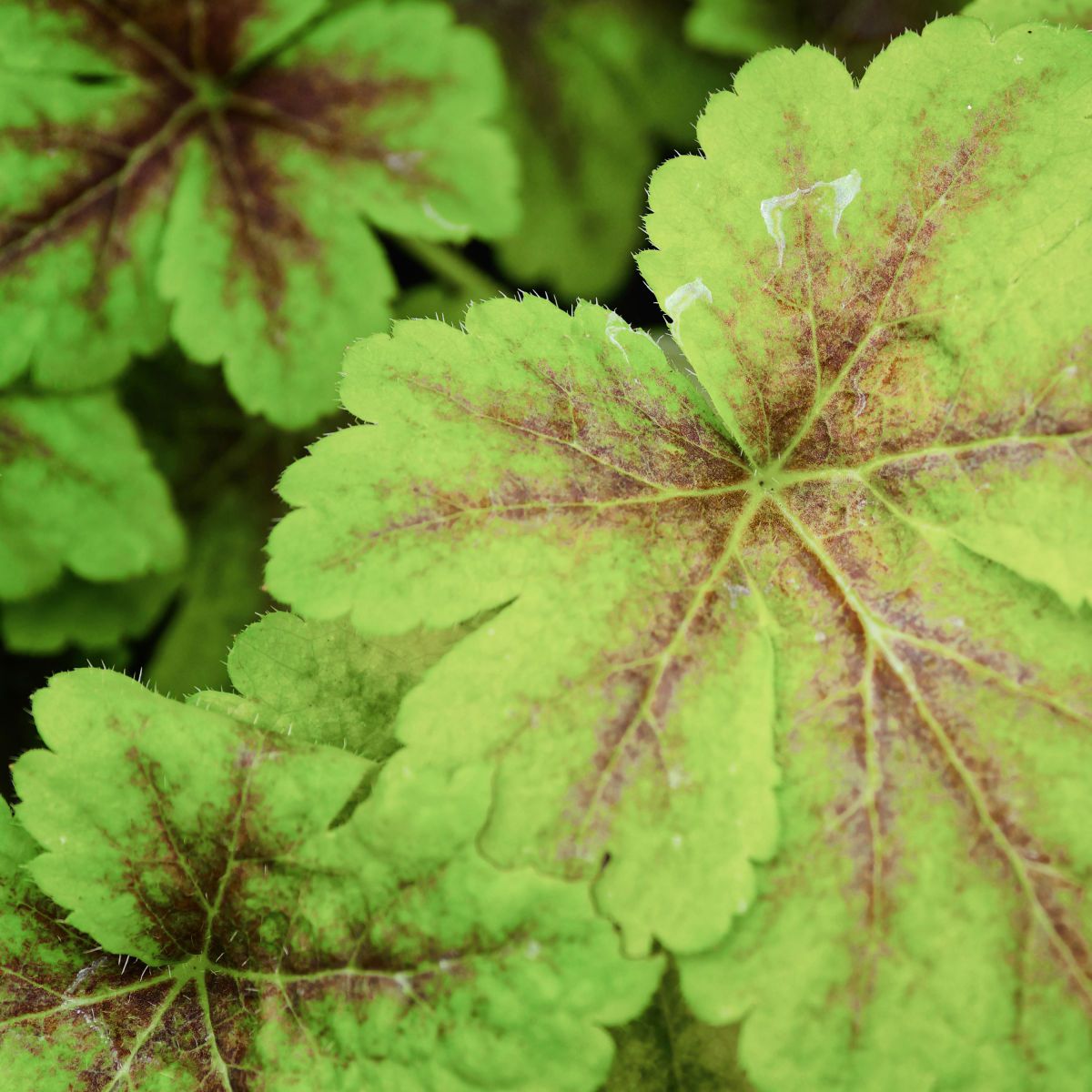 square green | GANREF