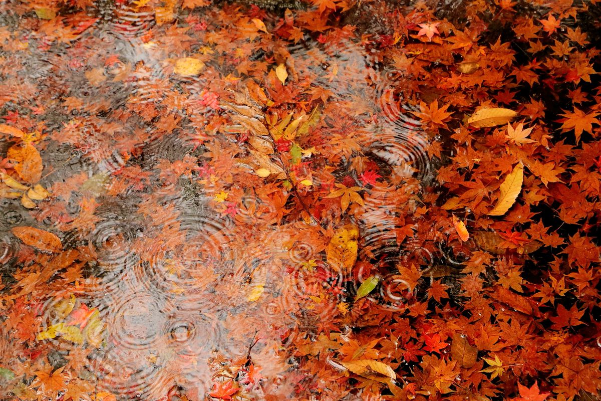 雨と紅葉 自然 風景 水辺 Ganref