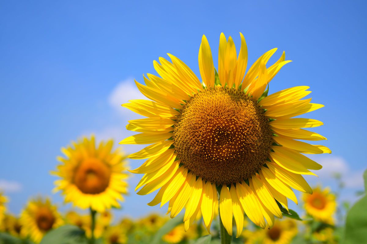 写真検索結果 | 写真検索 | GANREF