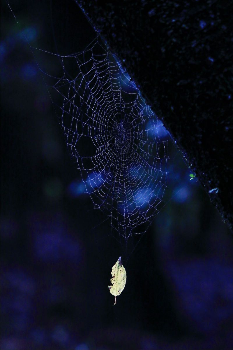 クモの巣(5) GANREF