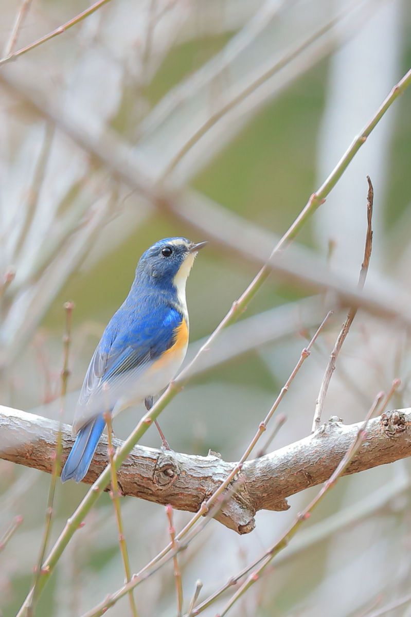 ルリビタキ GANREF