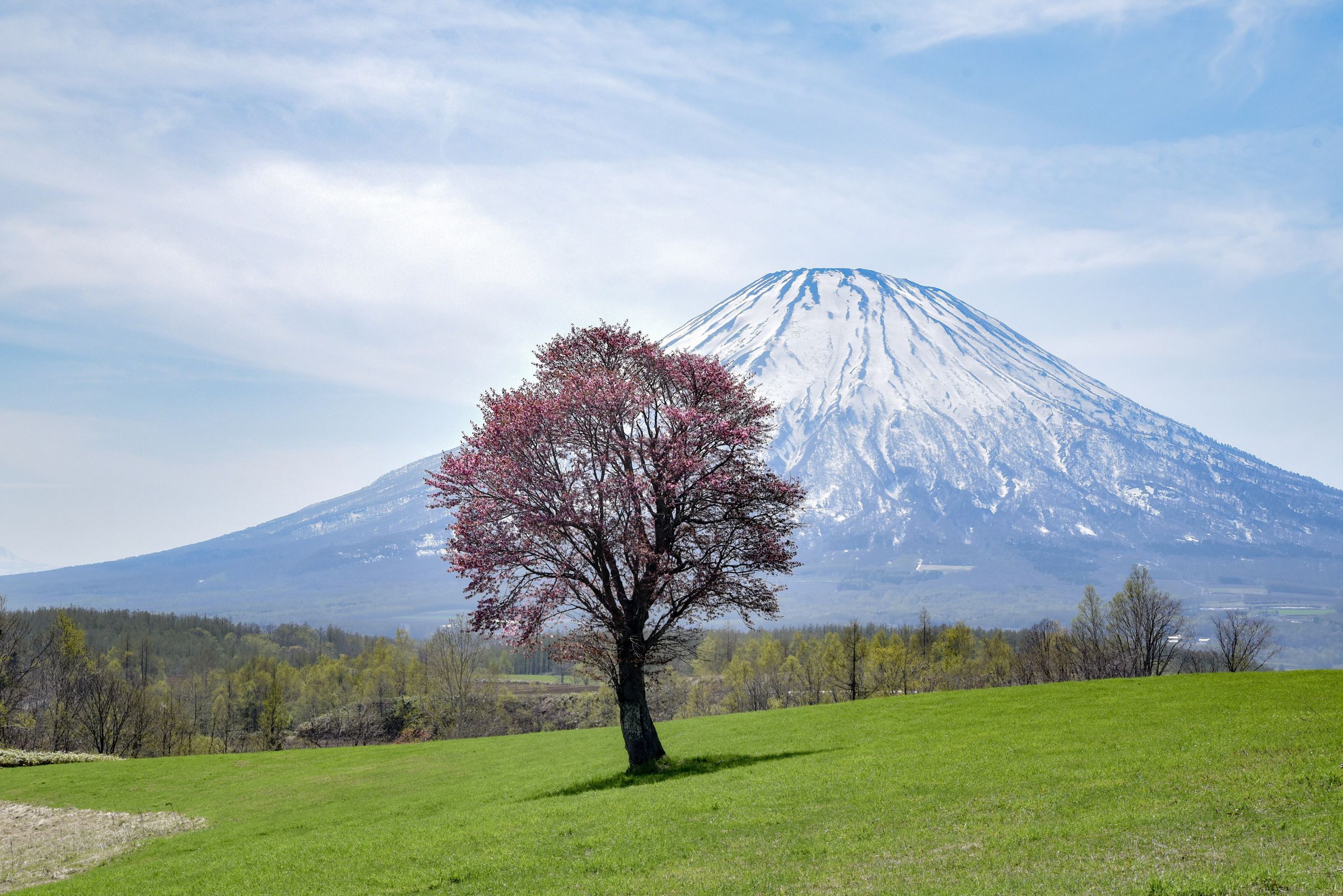 羊蹄山と一本桜 | GANREF