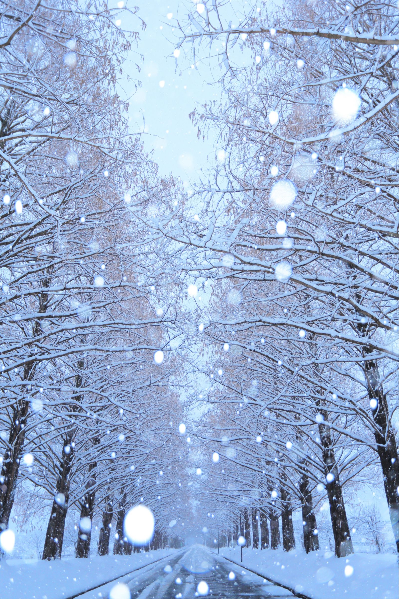 雪 雪降るメタセコイヤ並木 | GANREF