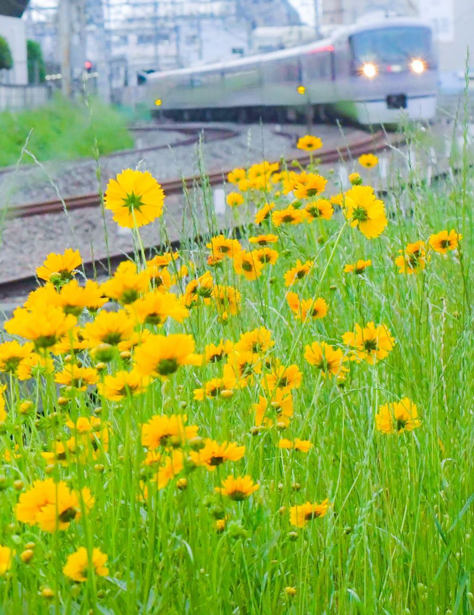 レッドアローをお出迎え GANREF