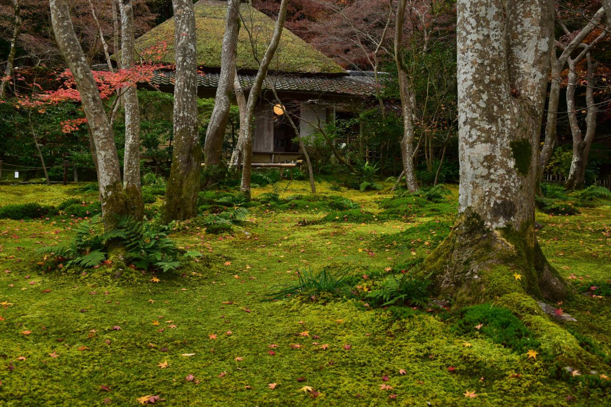 祇王寺 | GANREF