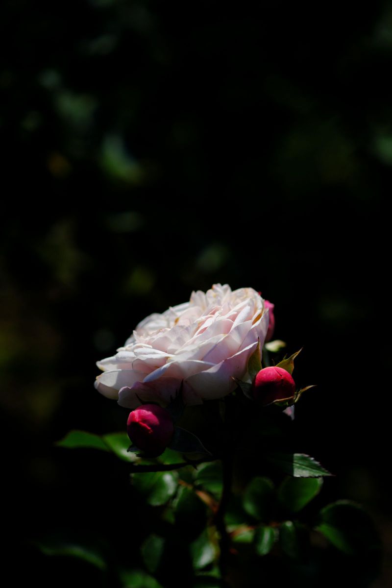 気品ある薔薇・マリアテレジア GANREF