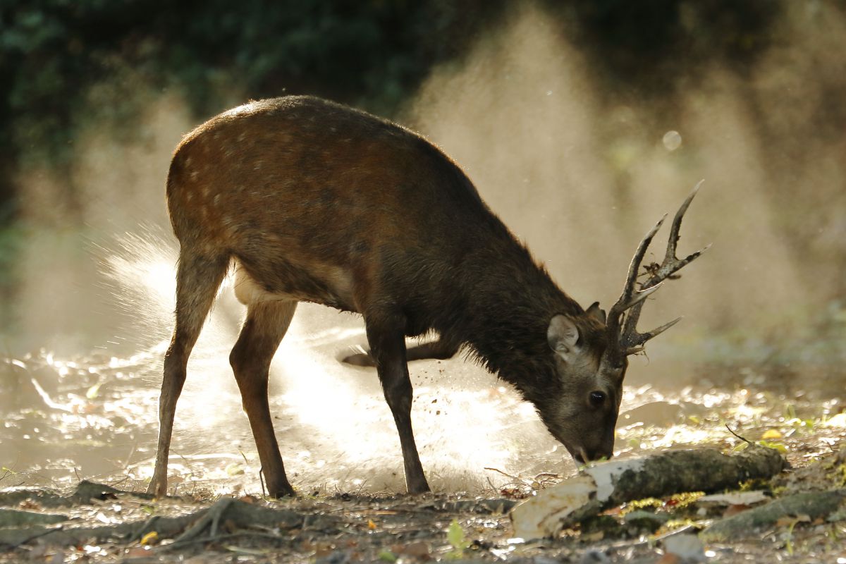 本能 動物 その他の陸の生物 Ganref 本能 動物 その他の陸の生物 Ganref