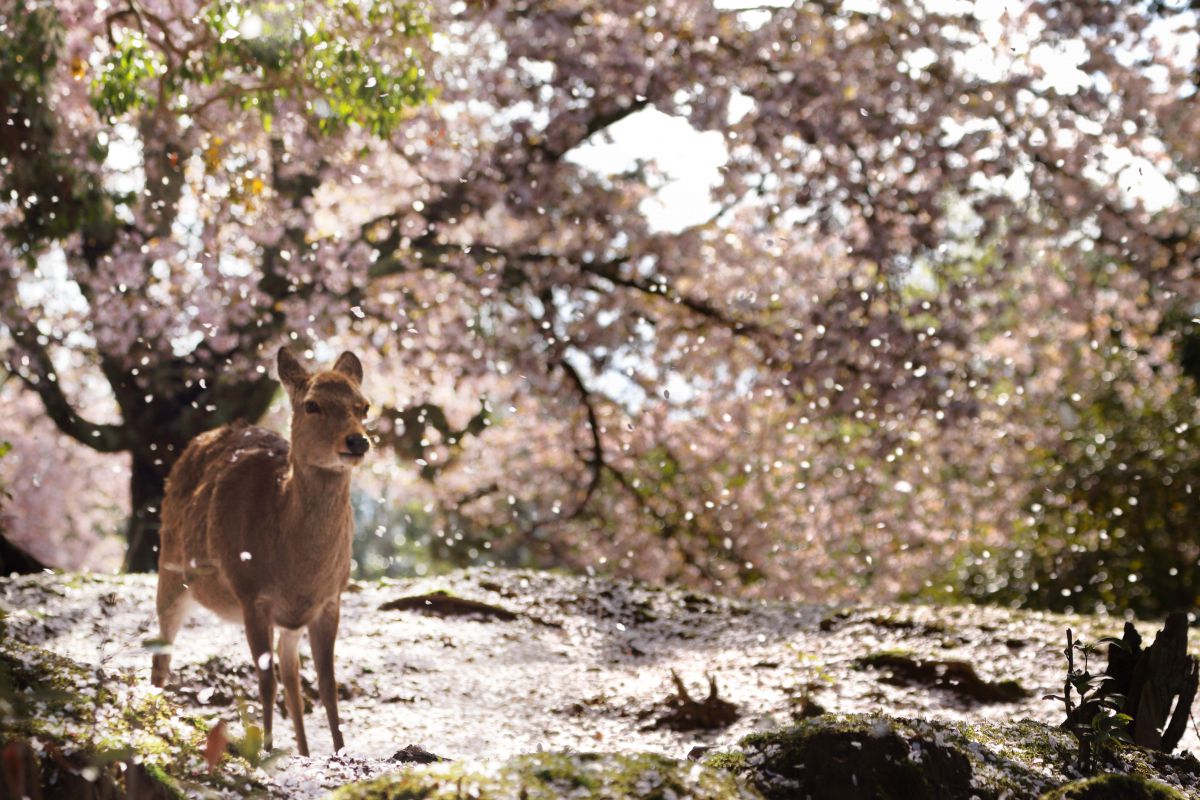 桜吹雪注意報 動物 その他の陸の生物 Ganref 桜吹雪注意報 動物 その他の陸の生物 Ganref