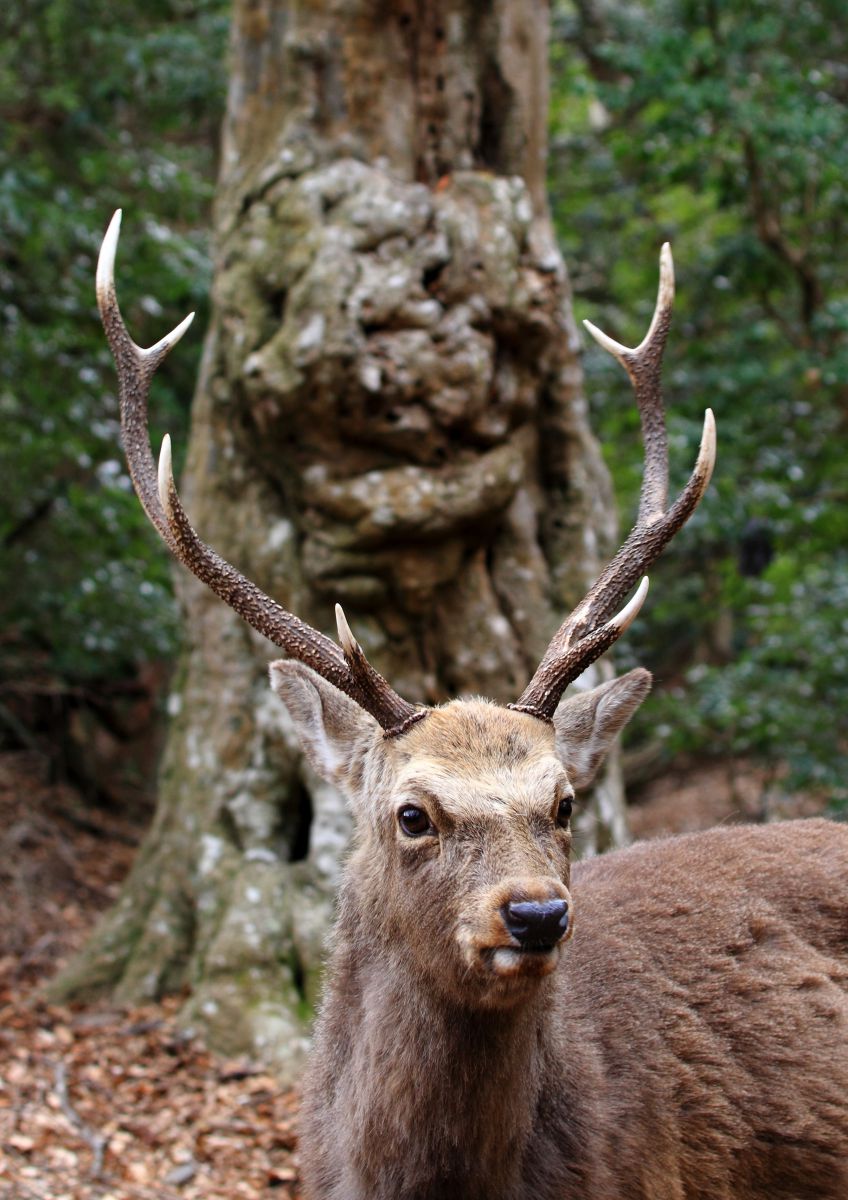 魔除けの木 動物 その他の陸の生物 Ganref