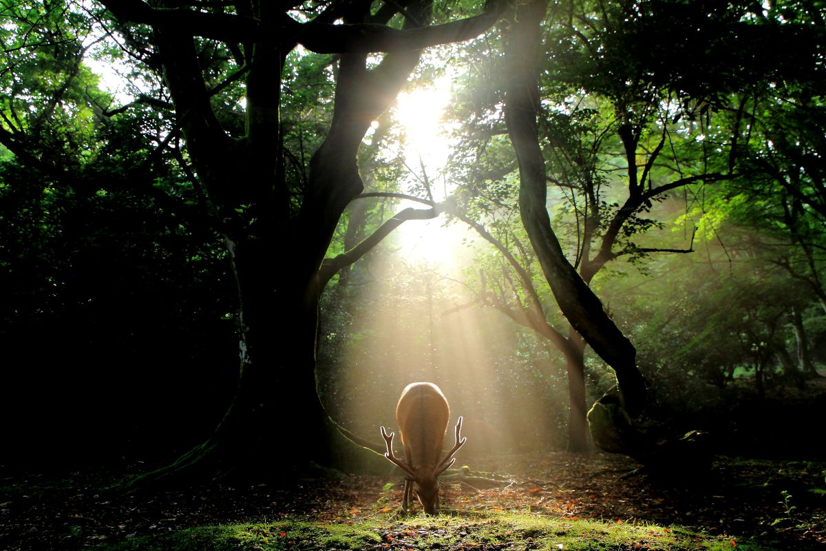 AF18-270mm F/3.5-6.3 Di II VC LD Aspherical [IF] MACROで撮影された