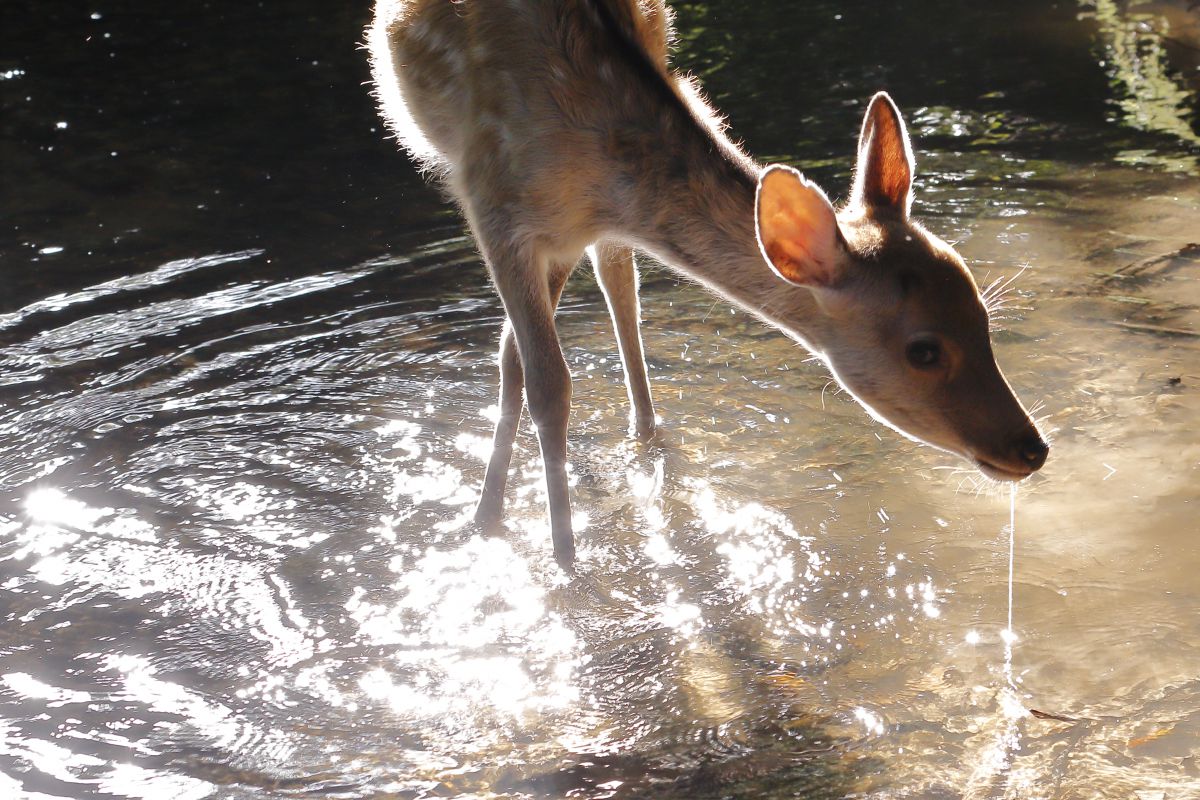 白糸 動物 その他の陸の生物 Ganref