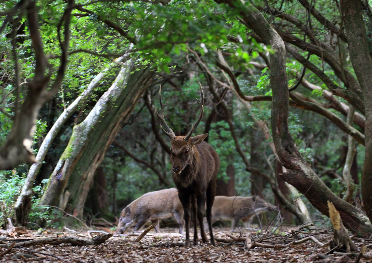 神の使い 掌握 動物 その他の陸の生物 Ganref 神の使い 掌握 動物 その他の陸の生物 Ganref