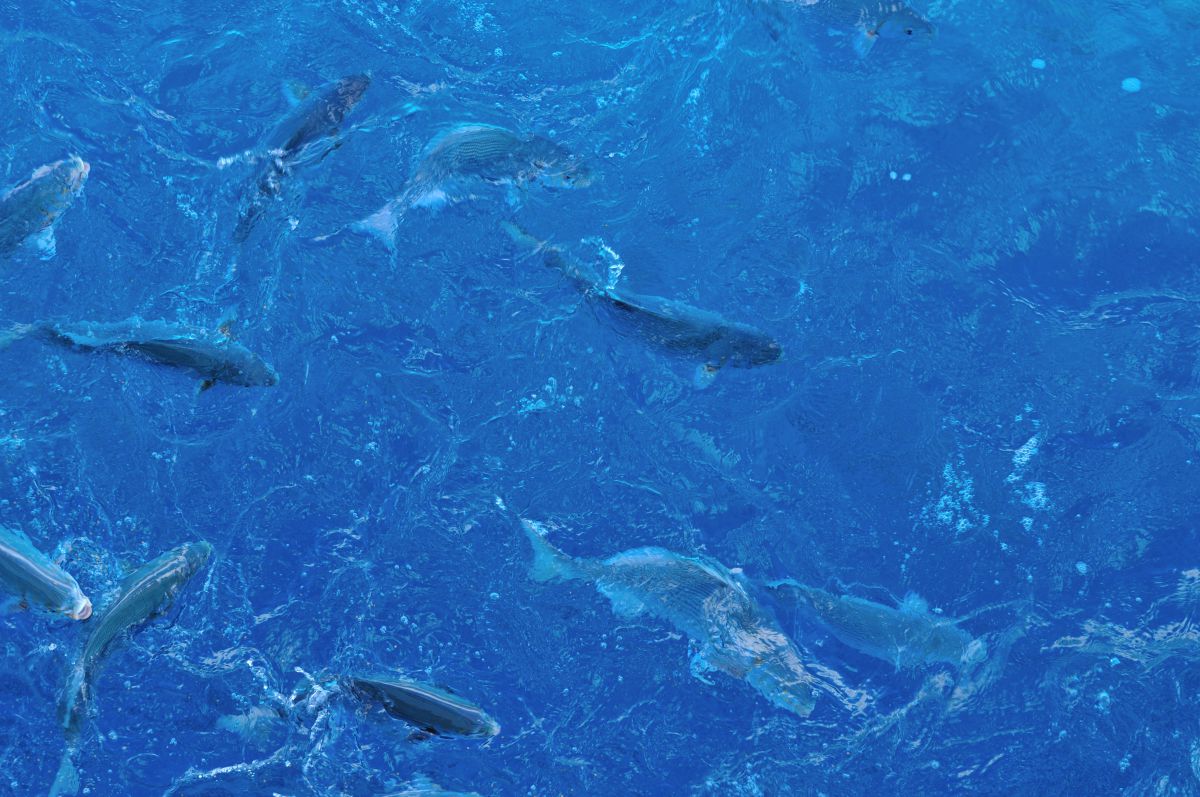 魚の群れ 自然 風景 海 Ganref