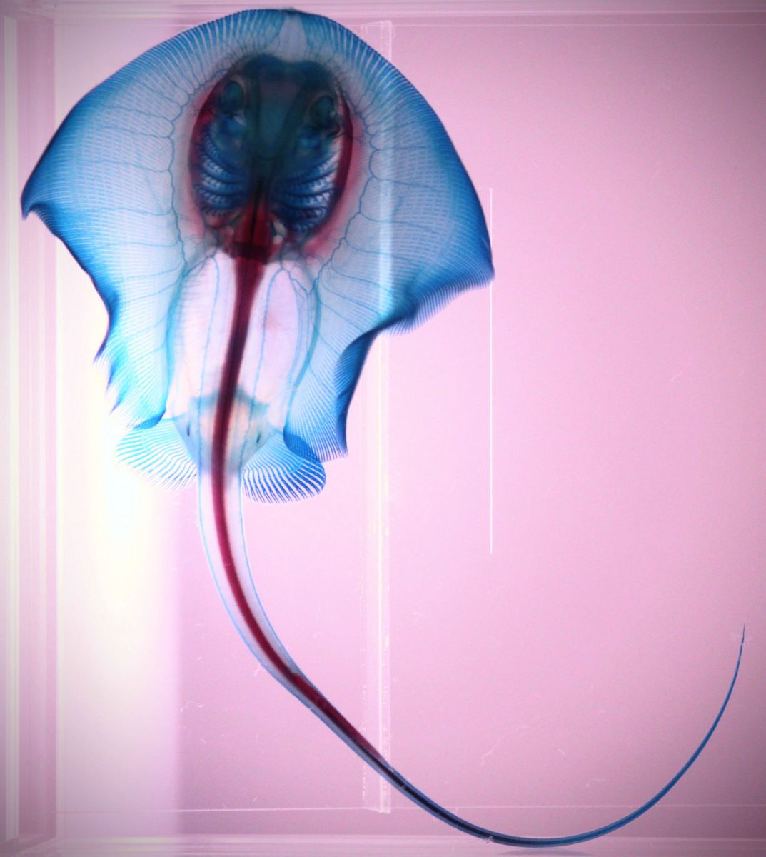 スケルトン GANREF