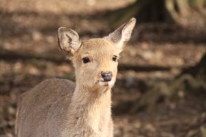 【種名　日本鹿の角】オリジナル彫刻使用 ⭐️kawaii バンビ⭐️ ☆匿名☆ 5bae2ff2c83ea4c377017a15e73654