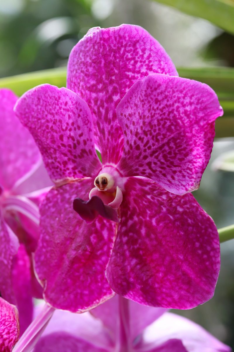 ランちゃんの仲間たち 読書の秋 植物 花 花びら Ganref