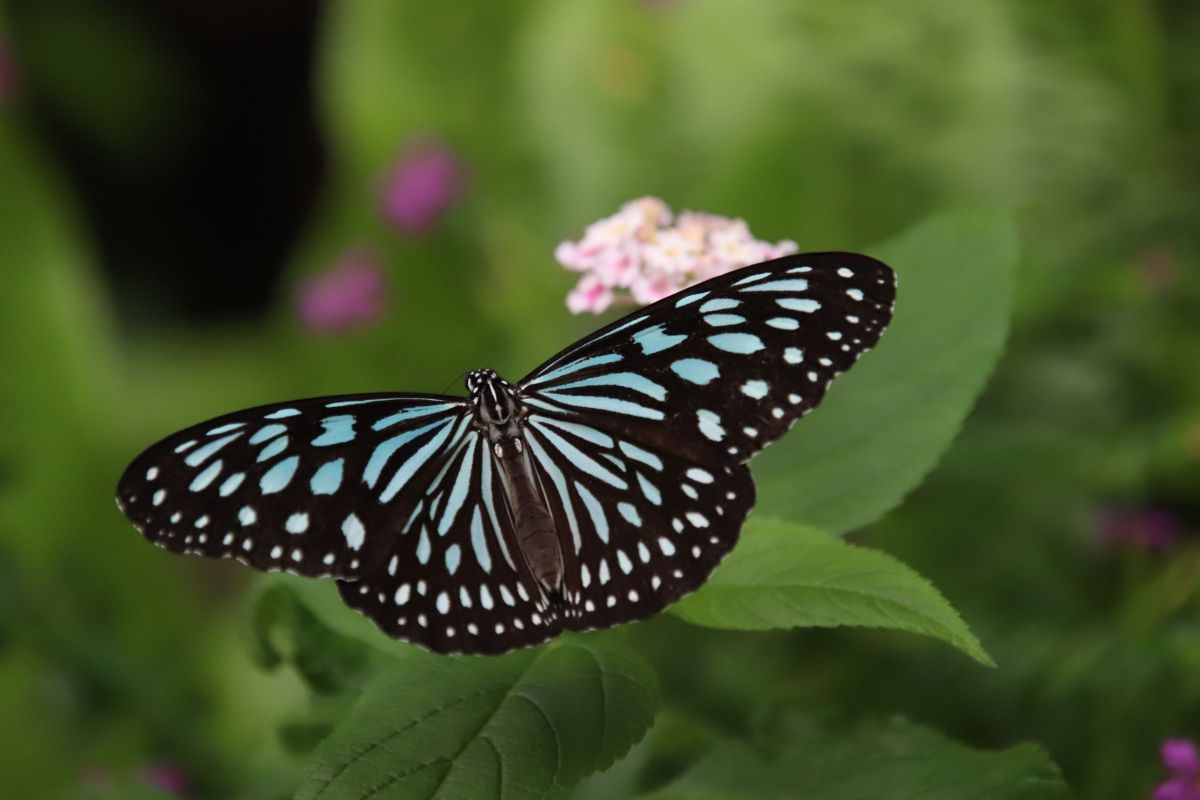 Beautiful butterflies♡ | GANREF