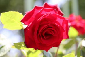 情熱的で印象的な赤の薔薇モチーフのラテンセットアップ 豊富なバラの種類をご紹介！あなたはどんなバラが好き？|プロの
