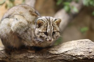 スナネコのヤシュくん | GANREF